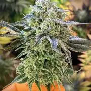 Clementine Slush BioBoost vs Clementine