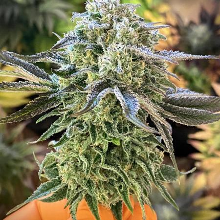 Clementine Slush BioBoost vs Clementine