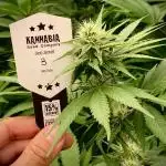 Cepa 3 by Kannabia