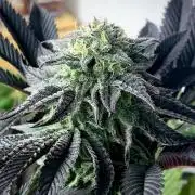 Moby Dick by Kannabia