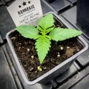 Apple Fritter BioBoost vs Apple Fritter