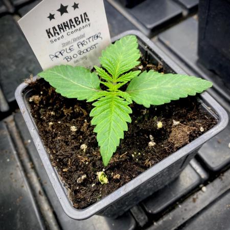 Apple Fritter BioBoost vs Apple Fritter