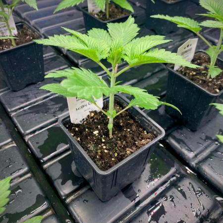 Moby Dick by Kannabia