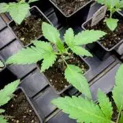 Mataró Blue by Kannabia