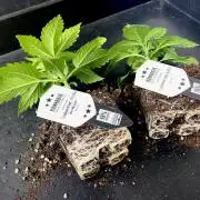 Clementine Slush BioBoost vs Clementine