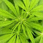 Strawberry Haze Auto by Kannabia