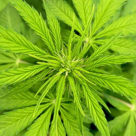 Strawberry Haze Auto by Kannabia