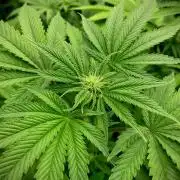 Mataró Blue by Kannabia