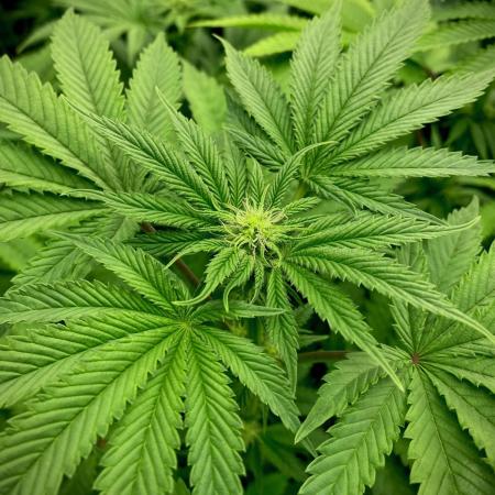 Mataró Blue by Kannabia