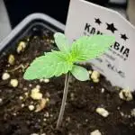 Mataró Blue by Kannabia