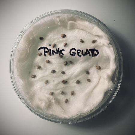 Pink Gelato