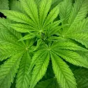 Clementine Slush BioBoost vs Clementine