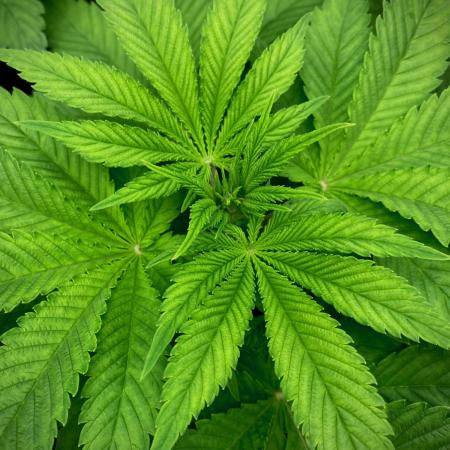 Clementine Slush BioBoost vs Clementine