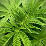 Mataró Blue by Kannabia