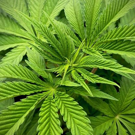 Mataró Blue by Kannabia