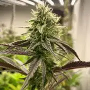 Amnesia OG TEST PHASE