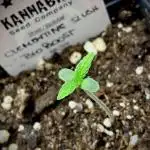 Clementine Slush BioBoost vs Clementine