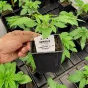 Clementine Slush BioBoost vs Clementine