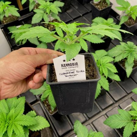 Clementine Slush BioBoost vs Clementine