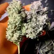 Strawberry Haze Auto by Kannabia