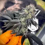 Moby Dick by Kannabia