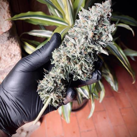 Amnesia Haze Go Fast
