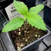 Clementine Slush BioBoost vs Clementine