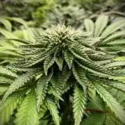 Mataró Blue by Kannabia