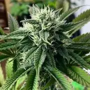 Apple Fritter BioBoost vs Apple Fritter