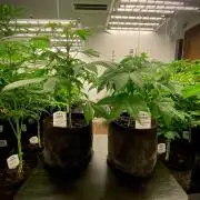 Apple Fritter BioBoost vs Apple Fritter