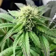 Clementine Slush BioBoost vs Clementine