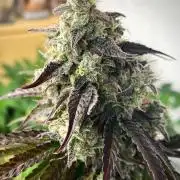 Strawberry Haze Auto by Kannabia