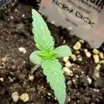 Moby Dick by Kannabia