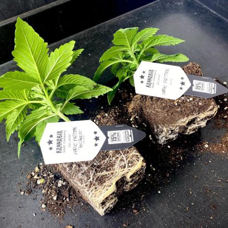 Apple Fritter BioBoost vs Apple Fritter