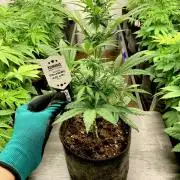 Strawberry Haze Auto by Kannabia