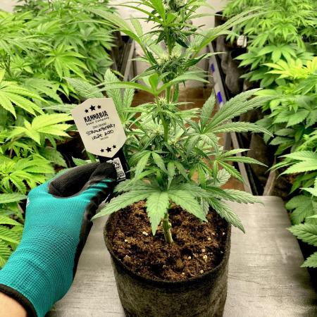 Strawberry Haze Auto by Kannabia