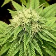 Clementine Slush BioBoost vs Clementine