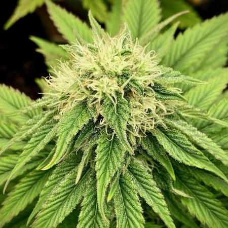 Clementine Slush BioBoost vs Clementine