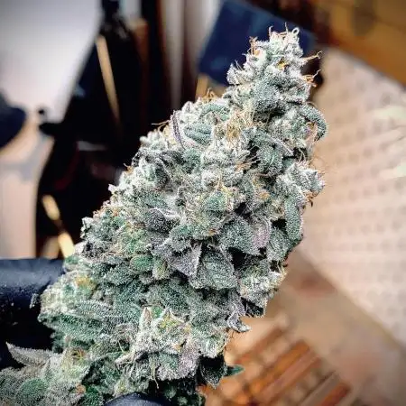 Mimosa Dream by Kannabia