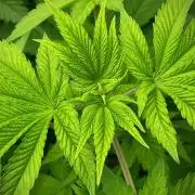 Moby Dick by Kannabia