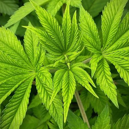 Moby Dick by Kannabia