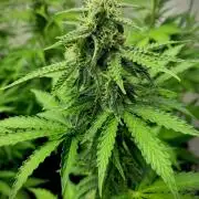 Strawberry Haze Auto by Kannabia