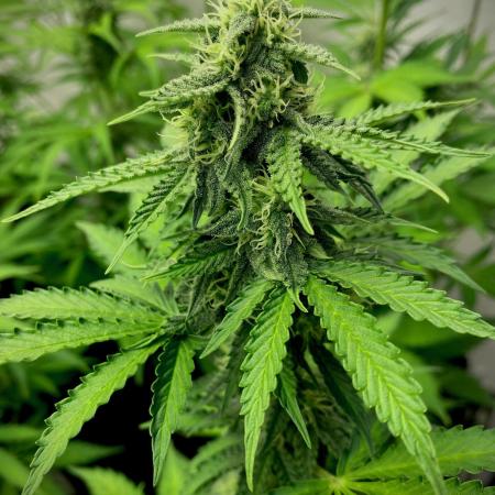 Strawberry Haze Auto by Kannabia