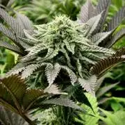 Moby Dick by Kannabia