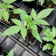 Strawberry Haze Auto by Kannabia