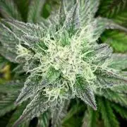 Clementine Slush BioBoost vs Clementine