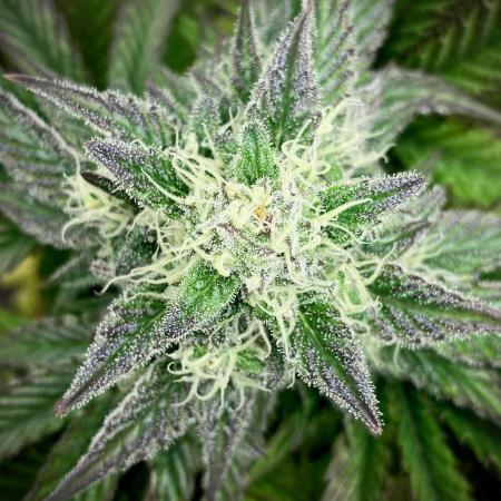 Clementine Slush BioBoost vs Clementine