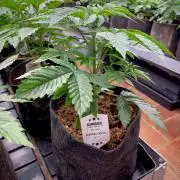 Mataró Blue by Kannabia