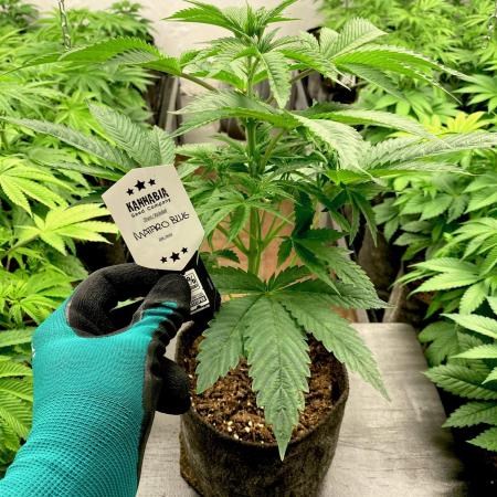 Mataró Blue by Kannabia