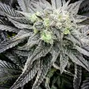 Moby Dick by Kannabia